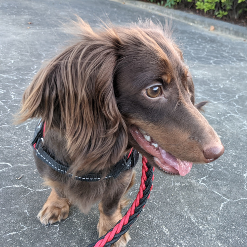 我が愛犬「のえる君」